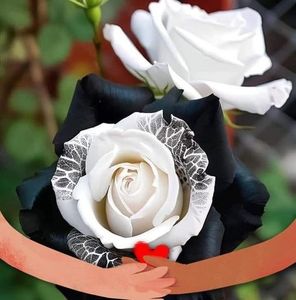 Meet your Posher, Lisbeth